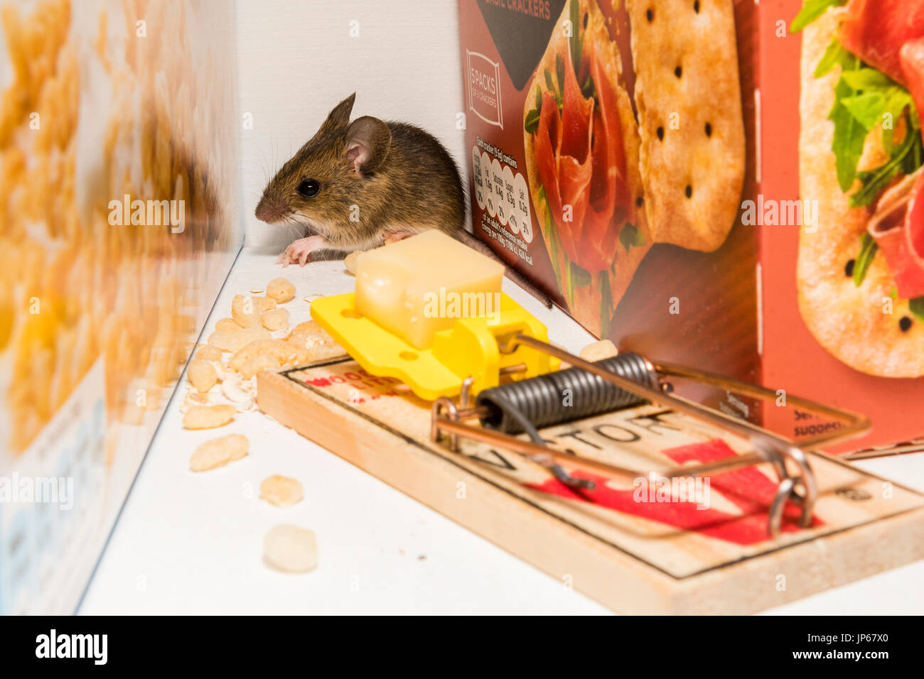 Un mouse rovistando in un armadio cucina (studio shot) Foto Stock