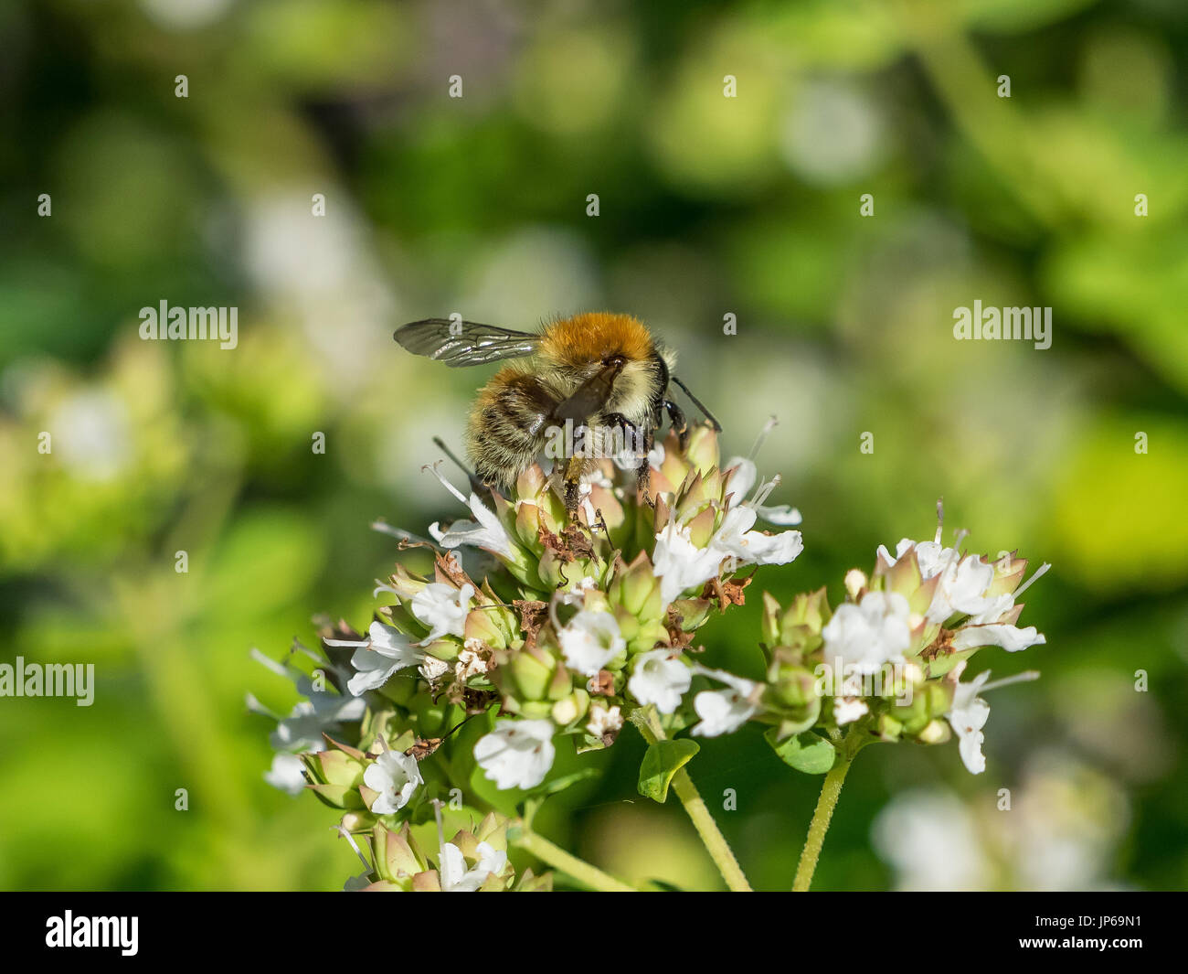 Carda comune bumblebee (Bombus Pascuorum) sul fiore bianco Foto Stock