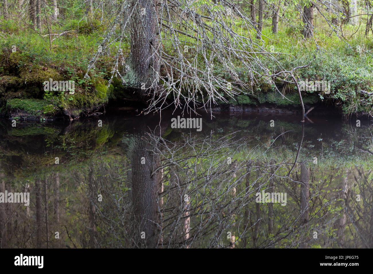 Piccola Foresta pond riflesso perfetto Foto Stock