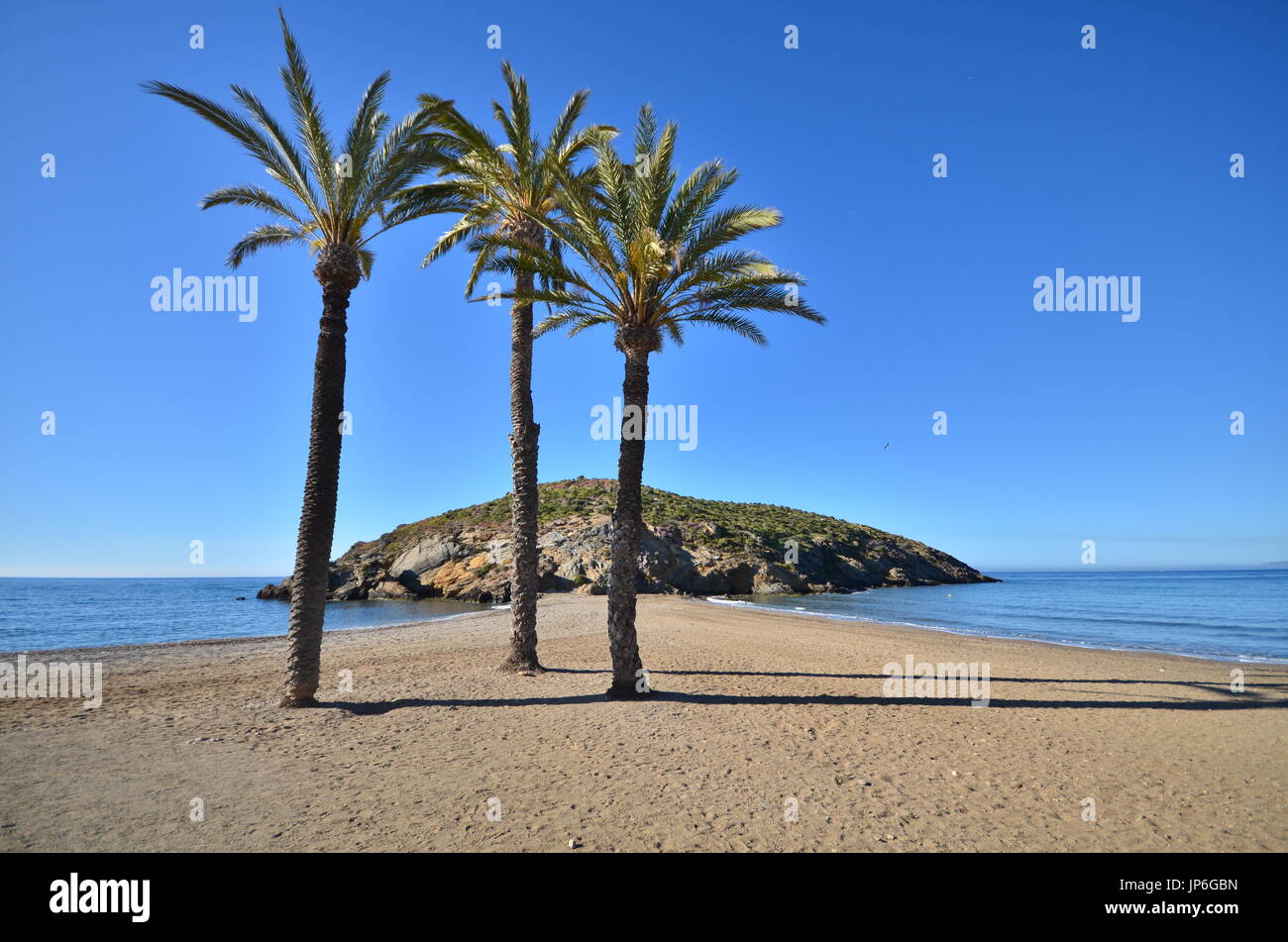 Le palme sulla spiaggia Foto Stock