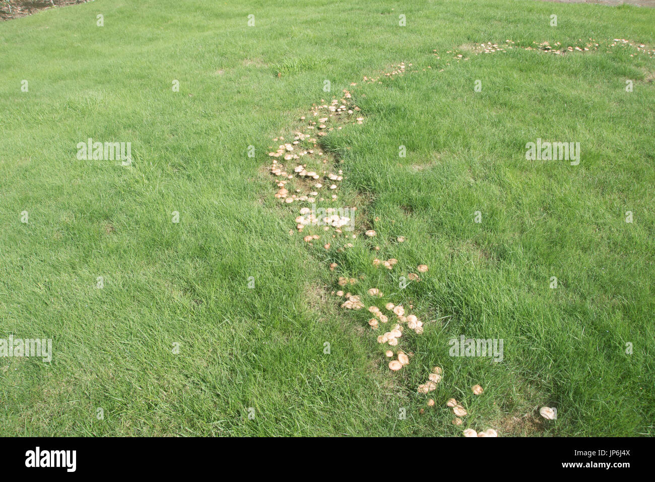 Anello di fata sui prati Foto Stock