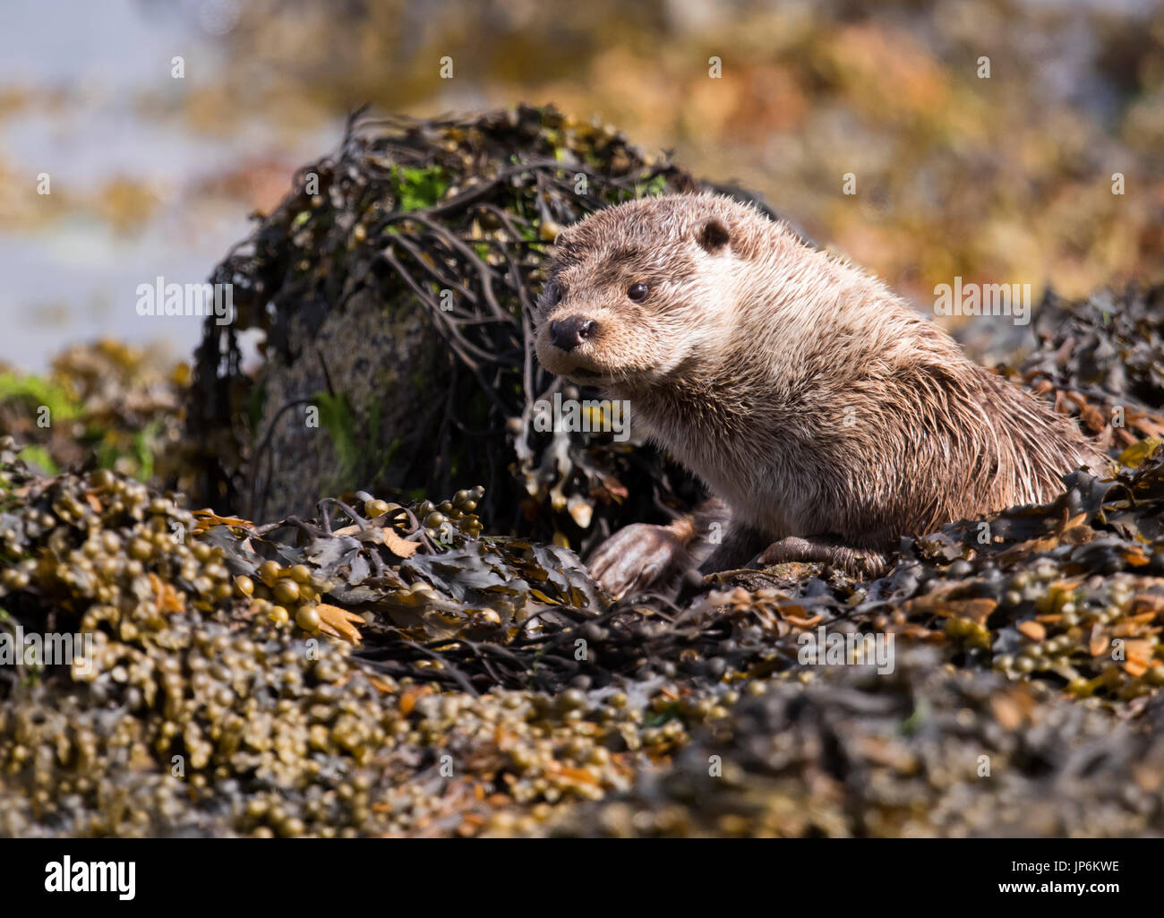 Una lontra eurasiatica (Lutra lutra) rilassante tra le alghe e rocce, Shetland, Regno Unito Foto Stock