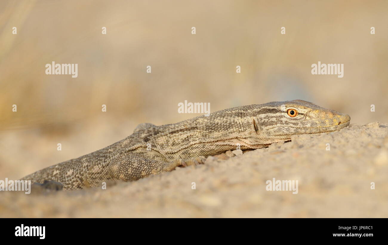 Monitorare la lucertola dalla sua tana Foto Stock