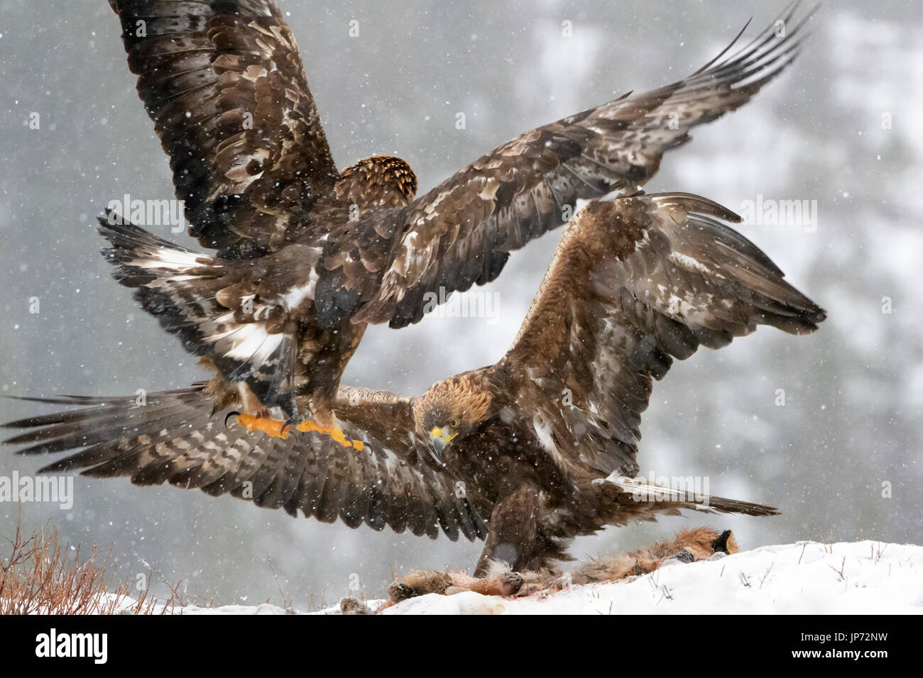 Aquila reale (Aquila chrysaetos) combattimenti durante la nevicata, Norvegia Foto Stock