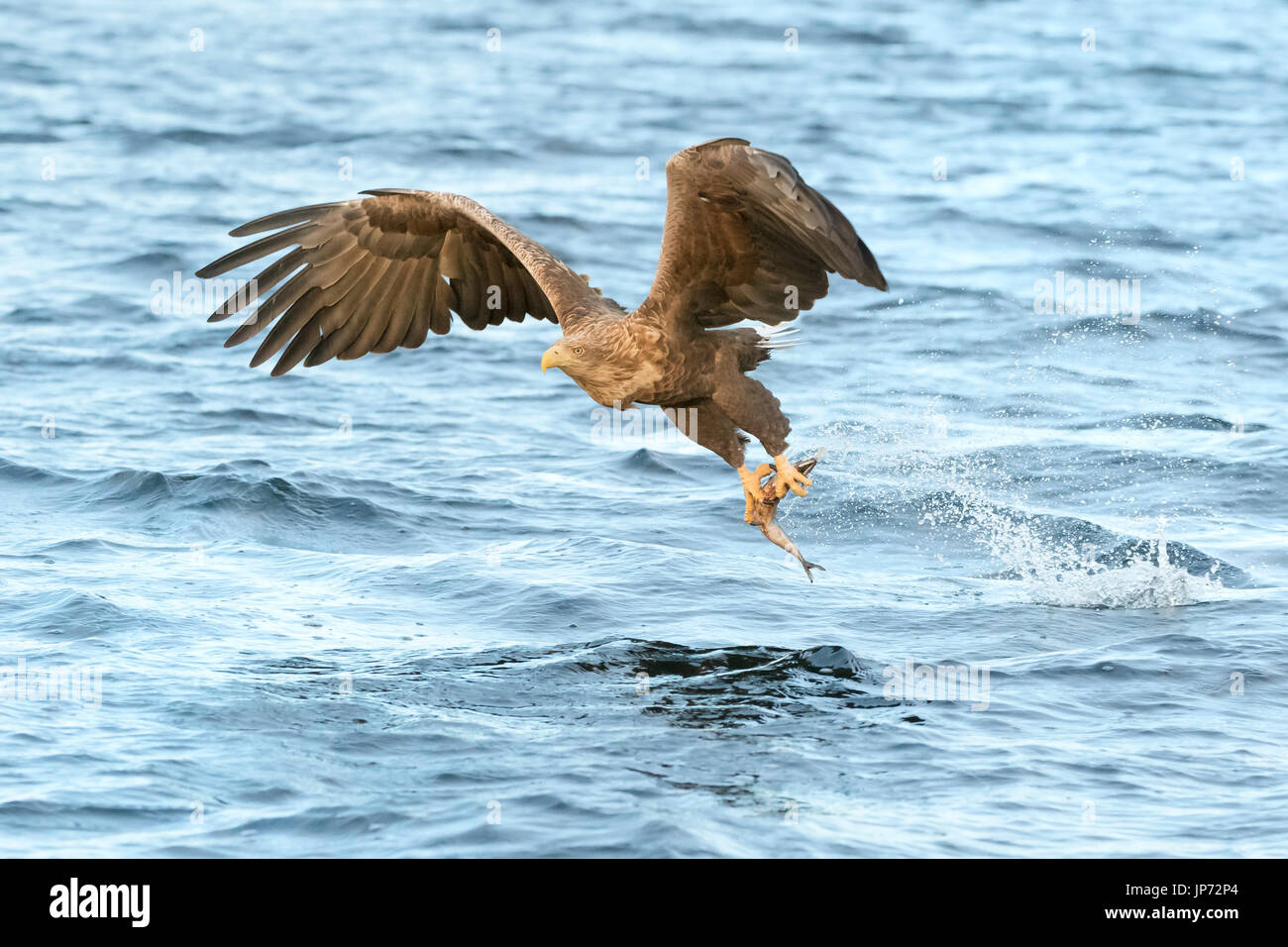 White-tailed Sea Eagle (Haliaeetus albicilla) La cattura del pesce, Norvegia Foto Stock