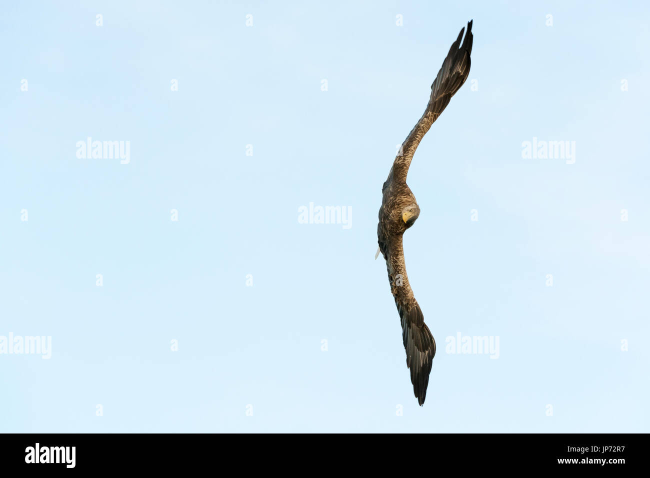 White-tailed Sea Eagle (Haliaeetus albicilla) battenti contro il cielo blu, Norvegia Foto Stock