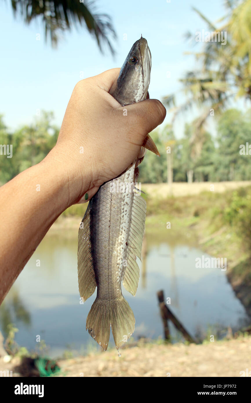 Striped snakehead fish Foto Stock