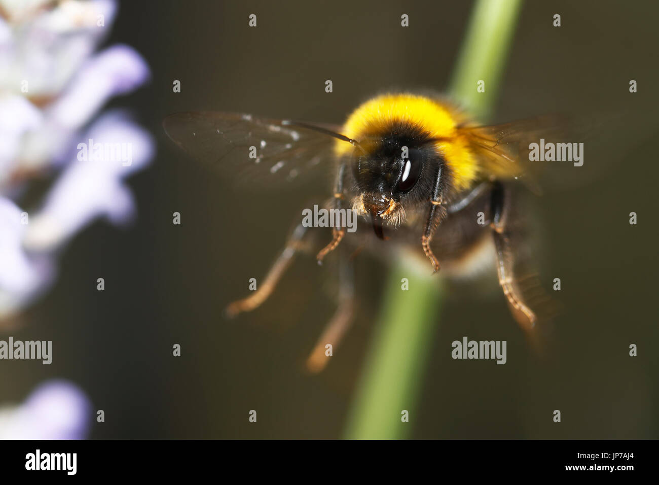 Bumblebee rovistando per nettare su piante di lavanda Foto Stock