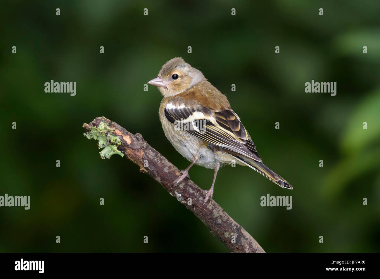 I capretti fringuello, (Fringilla coelebs), appollaiato su un ramoscello nel bosco, Dorset, Regno Unito Foto Stock