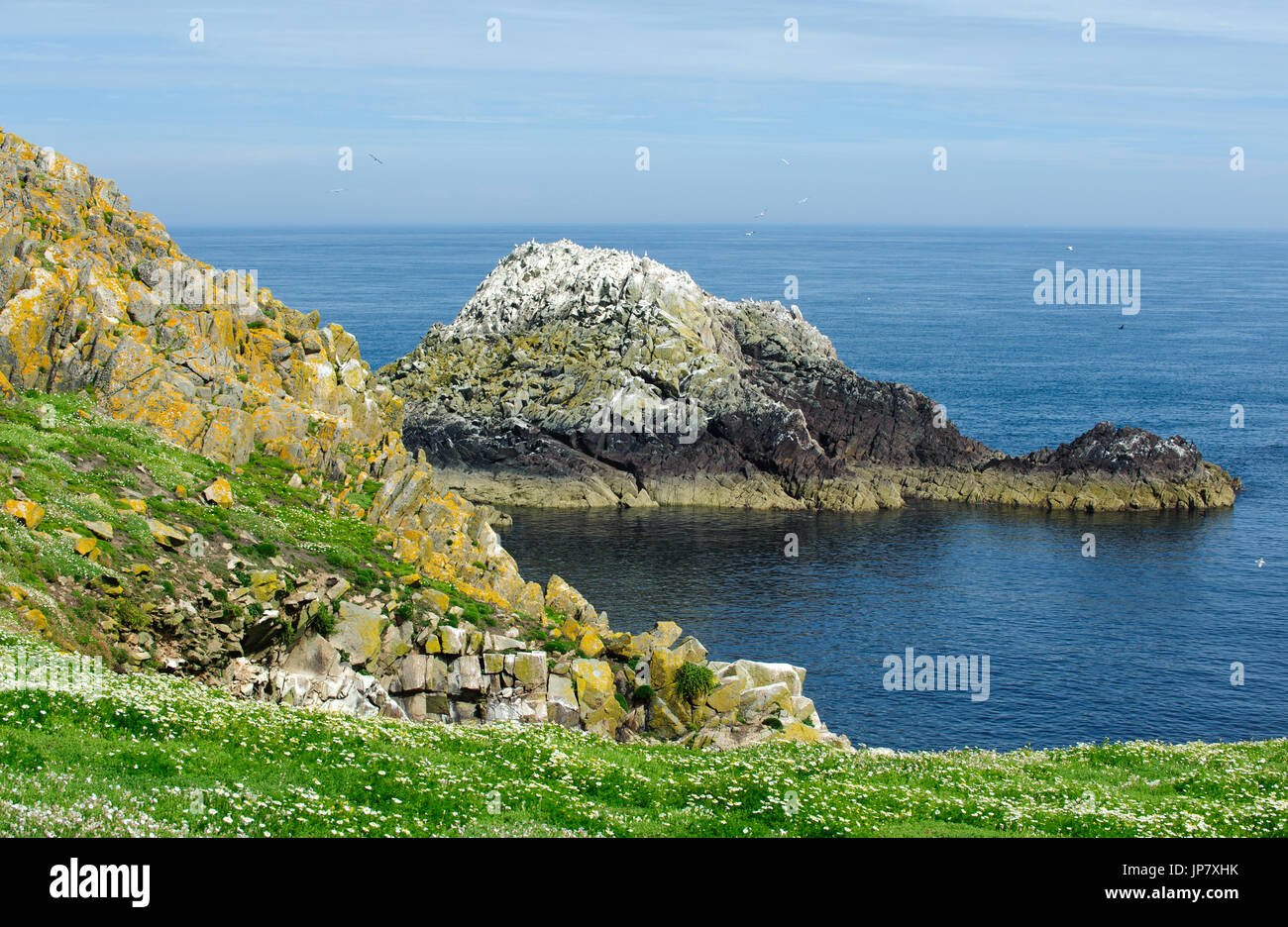 Splendida vista sull'isola Saltee sul tempo estivo, Irlanda Foto Stock