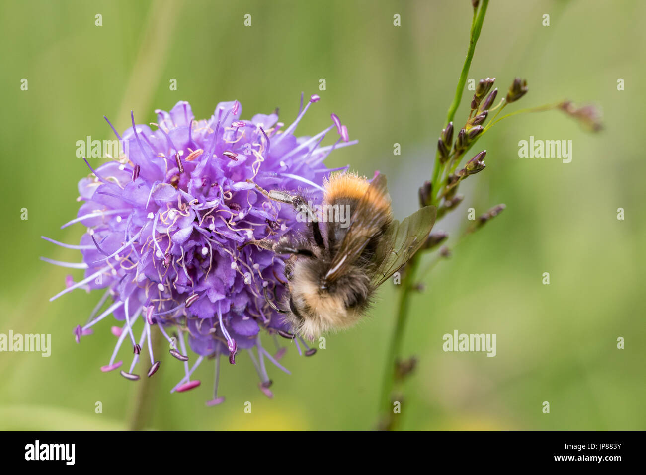 Inizio Bumblebee o inizio di nidificazione bumblebee, Bombus pratorum, maschio seduti sui demoni bit scabious, Succisa pratensis Foto Stock