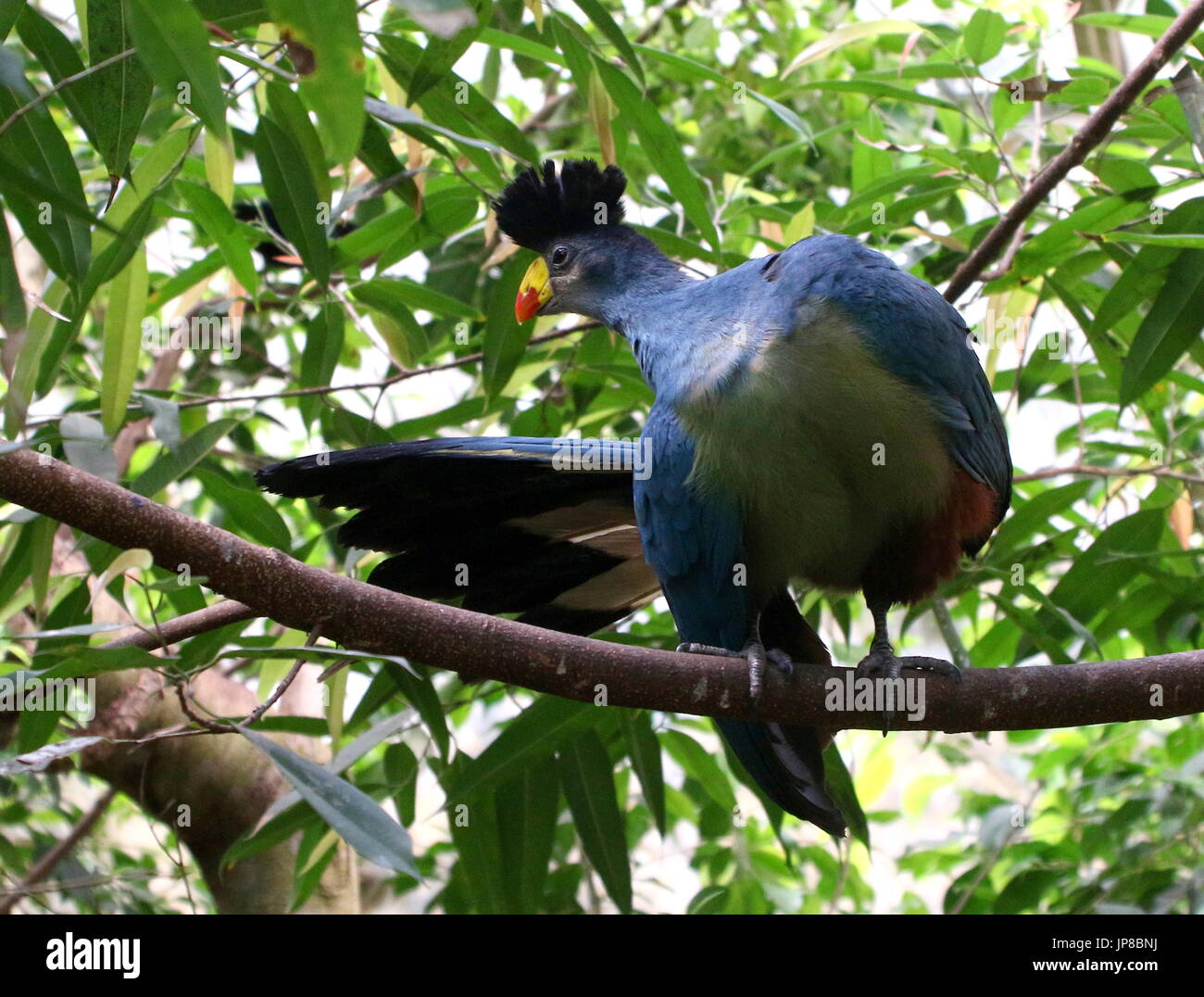Maschio dell Africa Centrale grande blue's Turaco (Corythaeola cristata) in una struttura ad albero, flettendo le ali. Foto Stock