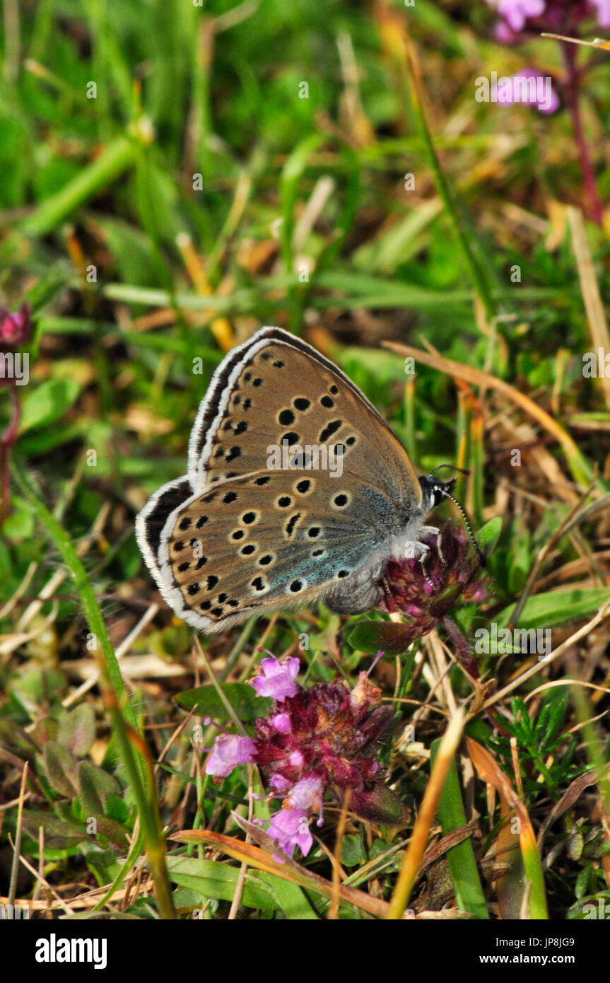Grande farfalla blu (Maculnea arion) femmina che posa l'uovo su fiore autofeale, Collard Hill, Somerset. REGNO UNITO Foto Stock