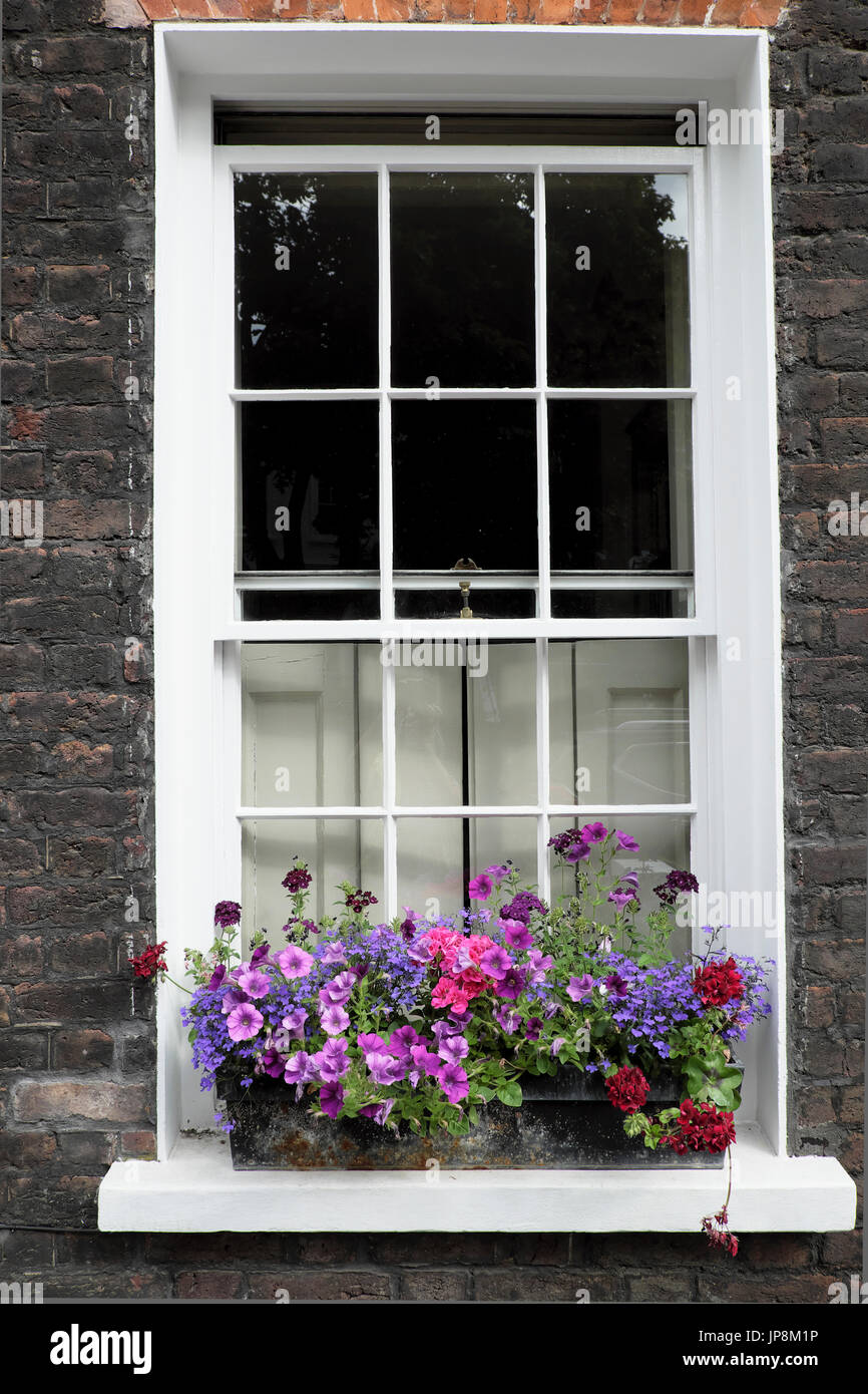 Finestra piena di pelargoniums rosso scuro e rosa, malve, petunias viola lobelia su Colebrooke Row Islington London N1 England UK KATHY DEWITT Foto Stock