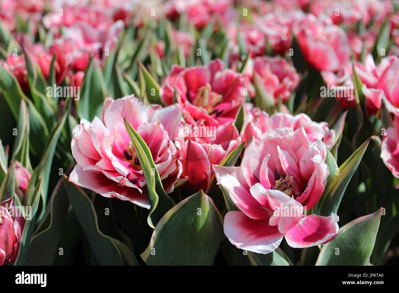 I primi fiori di estate in Amsterdam. Foto Stock