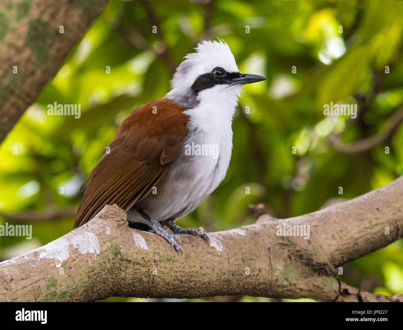 Il bianco-crested Laughingthrush (Garrulax leucolophus) Foto Stock