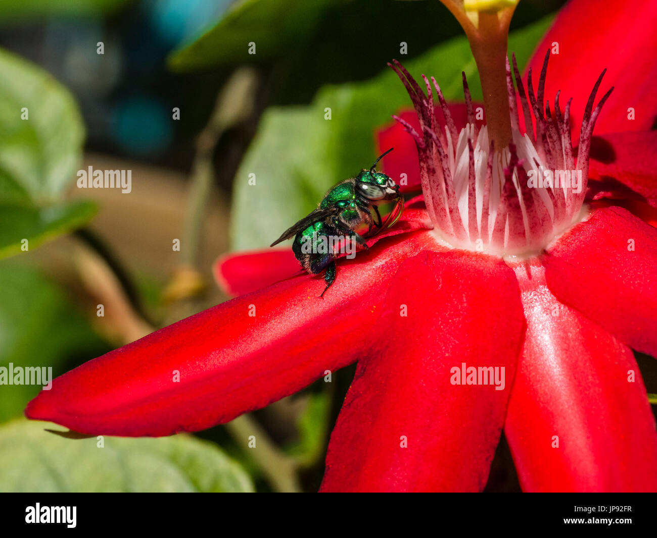 Ape verde a mangiare una Passiflora Foto Stock