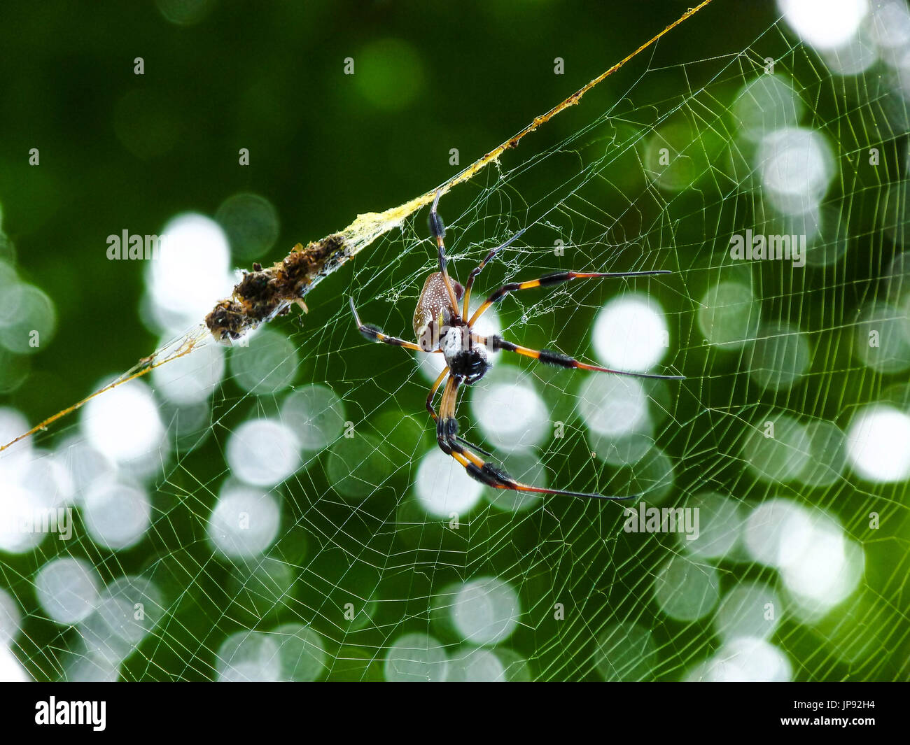 La seta dorata Spider Foto Stock