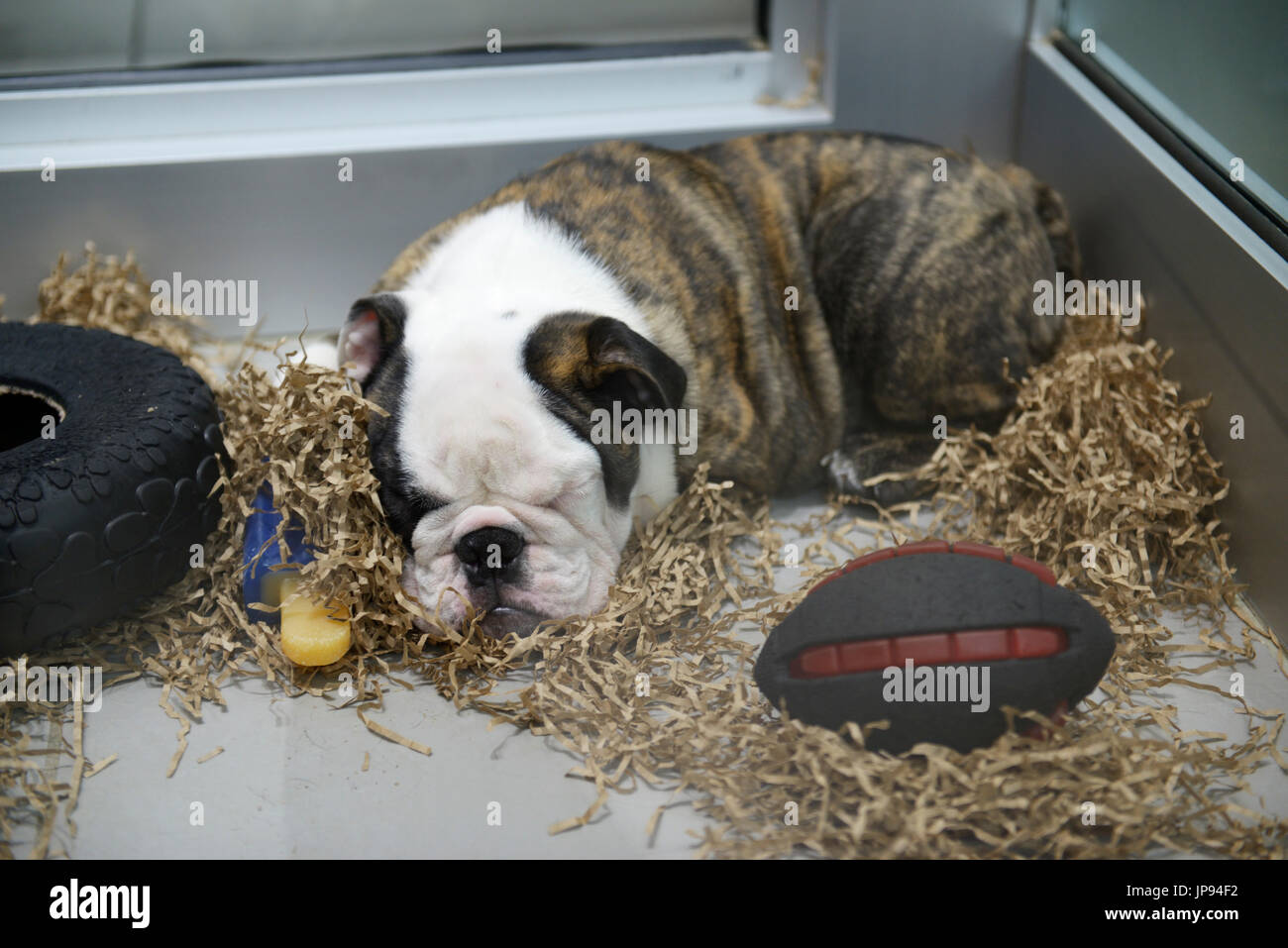Bulldog inglese cucciolo per la vendita in un negozio in un centro commerciale, Northern NJ Foto Stock