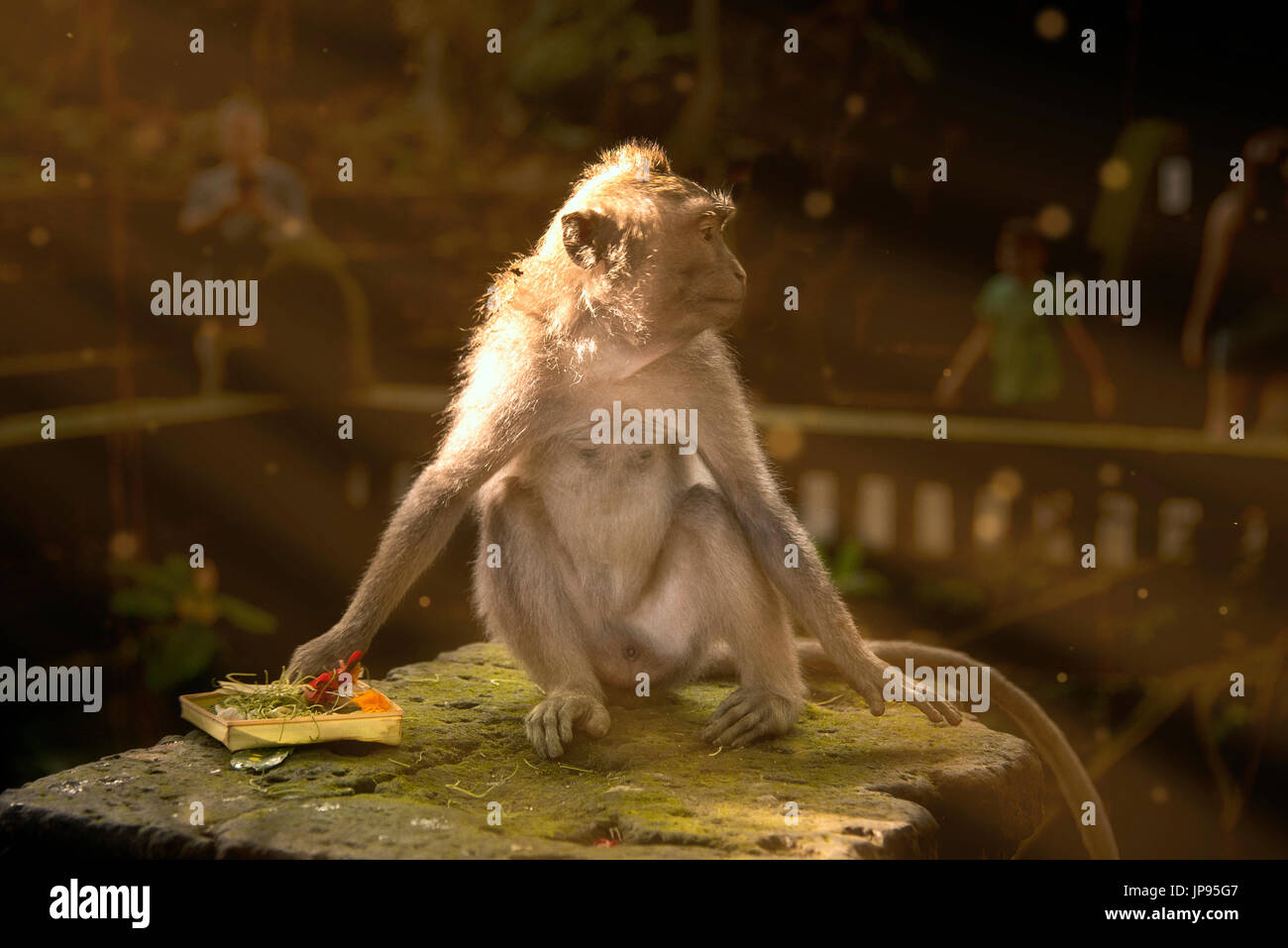 Monkey gioca con l'offerta per il dio nella religione induista al sacro Santuario della Foresta delle Scimmie Ubud Bali Indonesia. Foto Stock