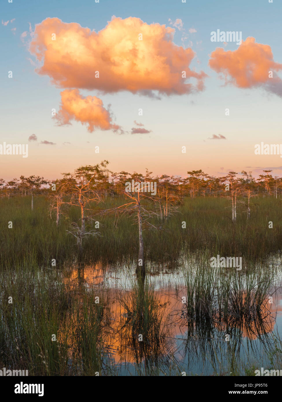 Dwarf cipressi, il parco nazionale delle Everglades, Florida, Stati Uniti d'America Foto Stock