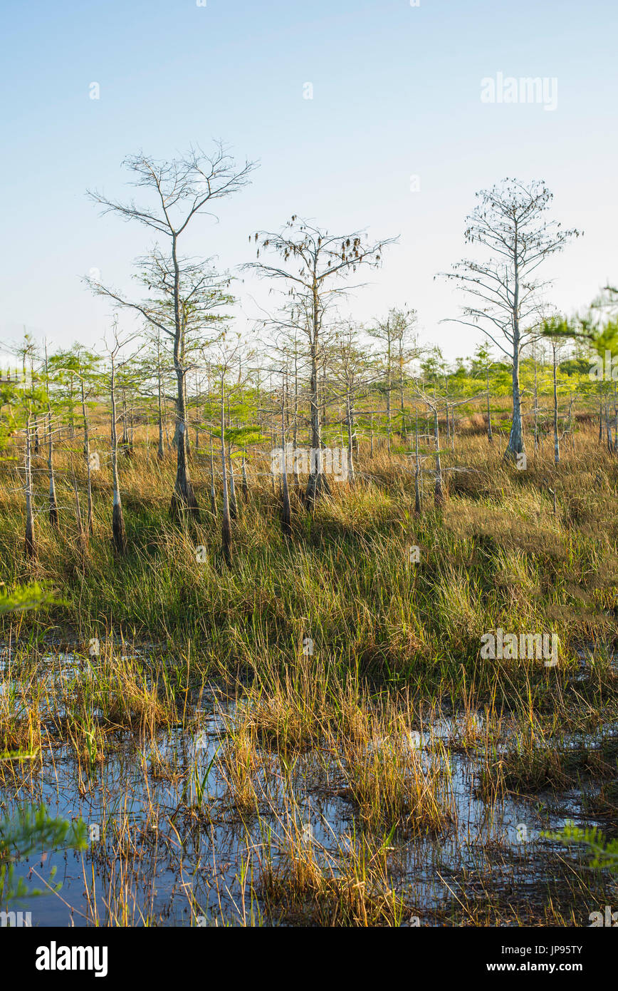Il parco nazionale delle Everglades, Florida, Stati Uniti d'America Foto Stock