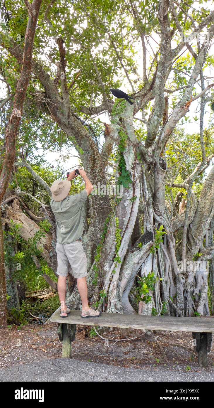 Fotografo presso il parco nazionale delle Everglades, Florida, Stati Uniti d'America Foto Stock