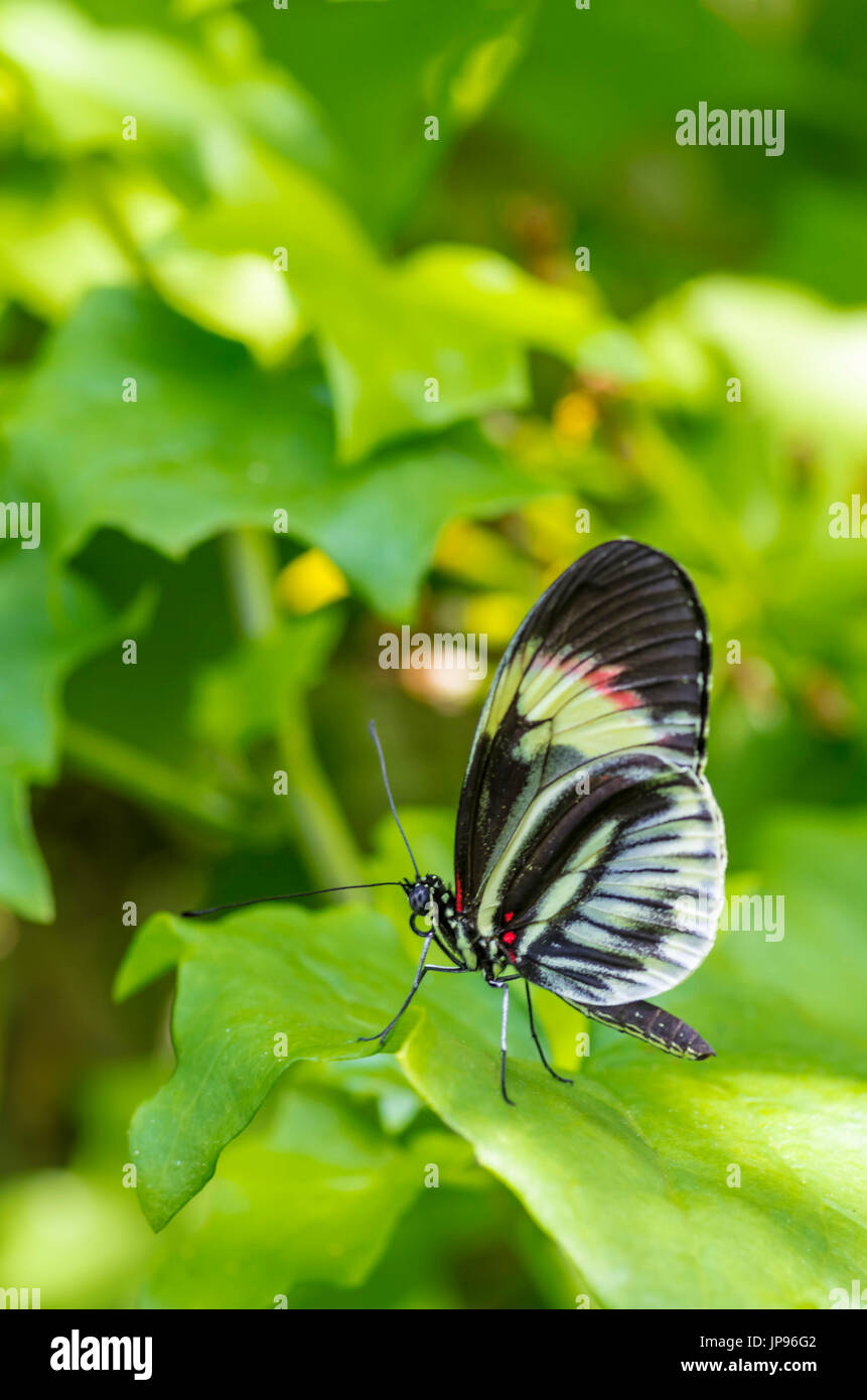 Butterfly (Heliconius melpomene :) Foto Stock