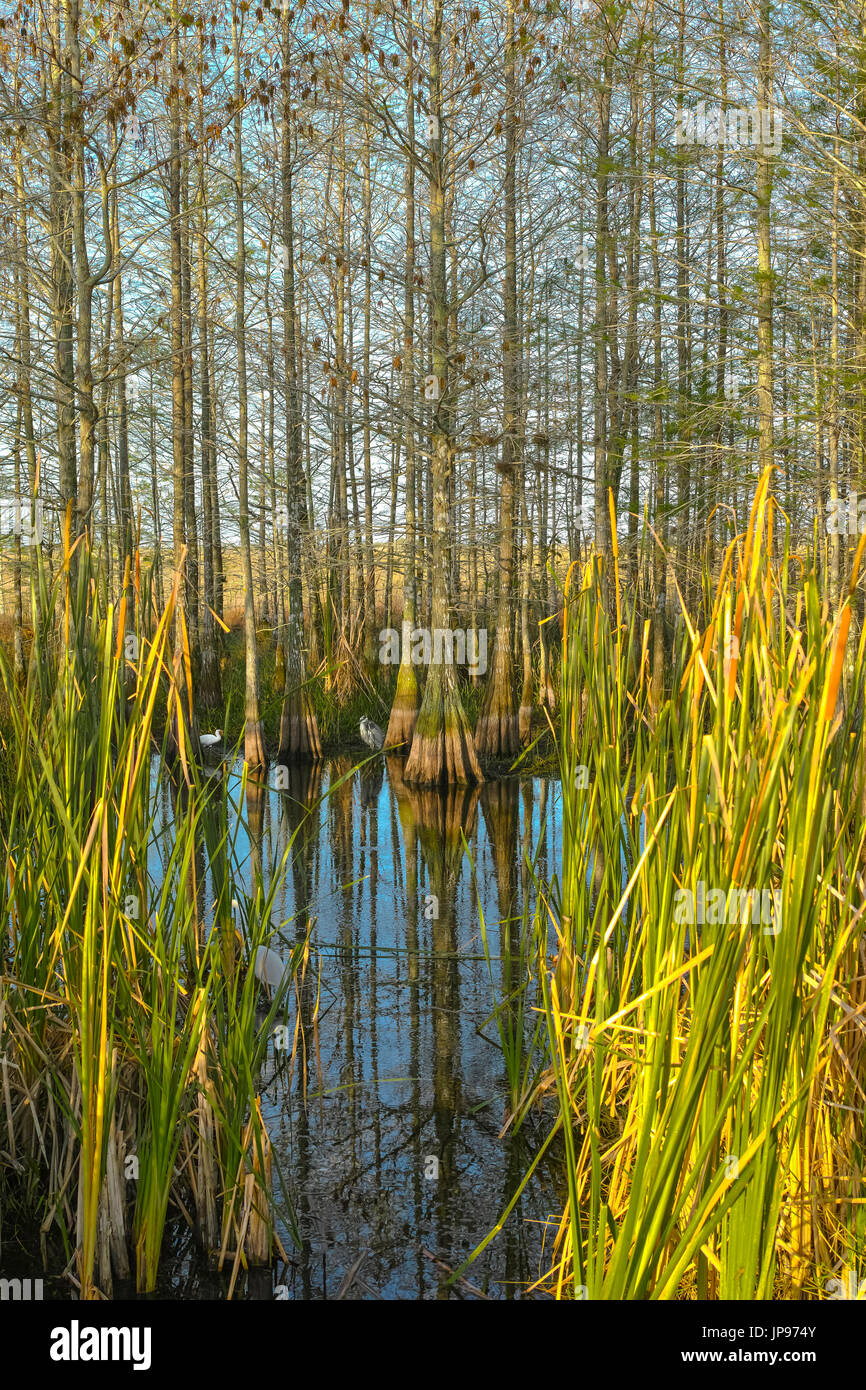 Il parco nazionale delle Everglades, Florida, Stati Uniti d'America Foto Stock