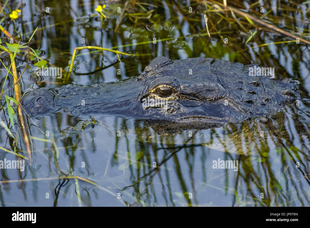 Alligator Alligator mississippiensis, Foto Stock