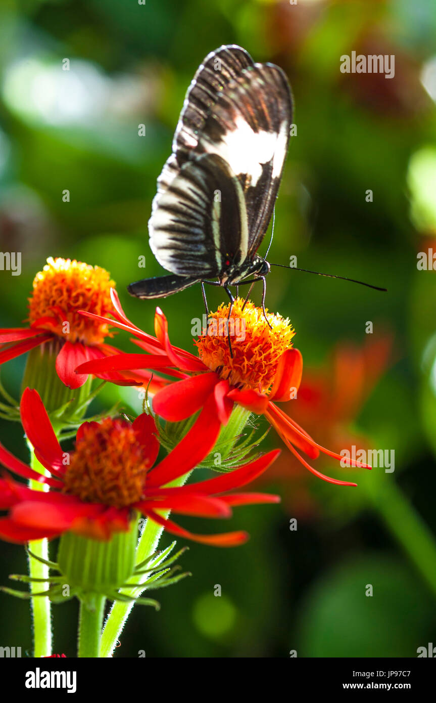 Butterfly, Heliconius melpomene :, Foto Stock