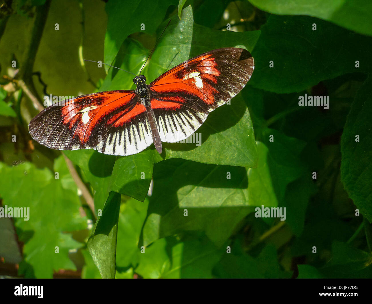 Butterfly, Heliconius melpomene :, Foto Stock