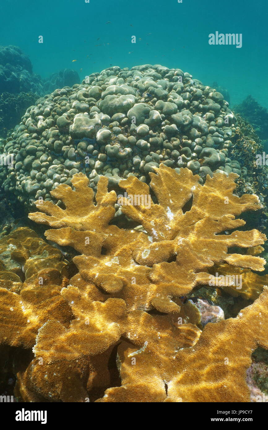 Elkhorn e lobi coralli star sott'acqua nel mar dei Caraibi Foto Stock
