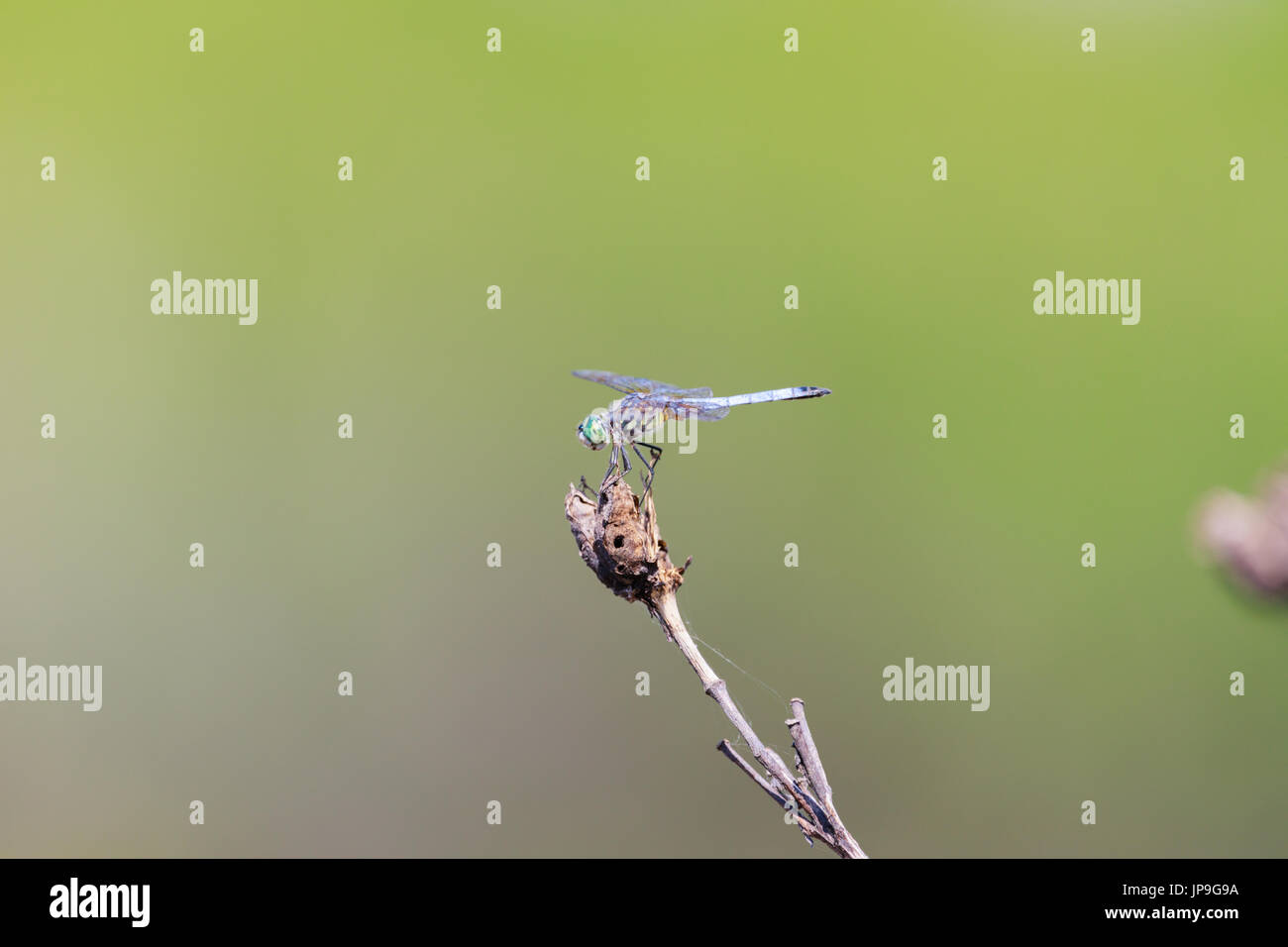 Libellula smeraldo, Corduliidae, appollaiato su un ramoscello alla manopola calva National Wildlife Refuge in Bald manopola, Arkansas Foto Stock