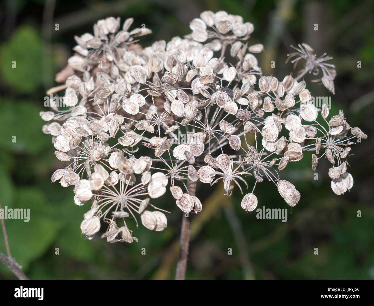 Bella morti thistle fiore bianco di testa in pieno la messa a fuoco Foto Stock