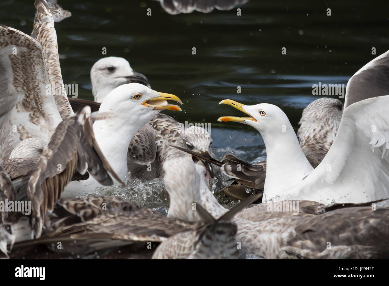 Lesser black backed gabbiani in lotta per il cibo Foto Stock