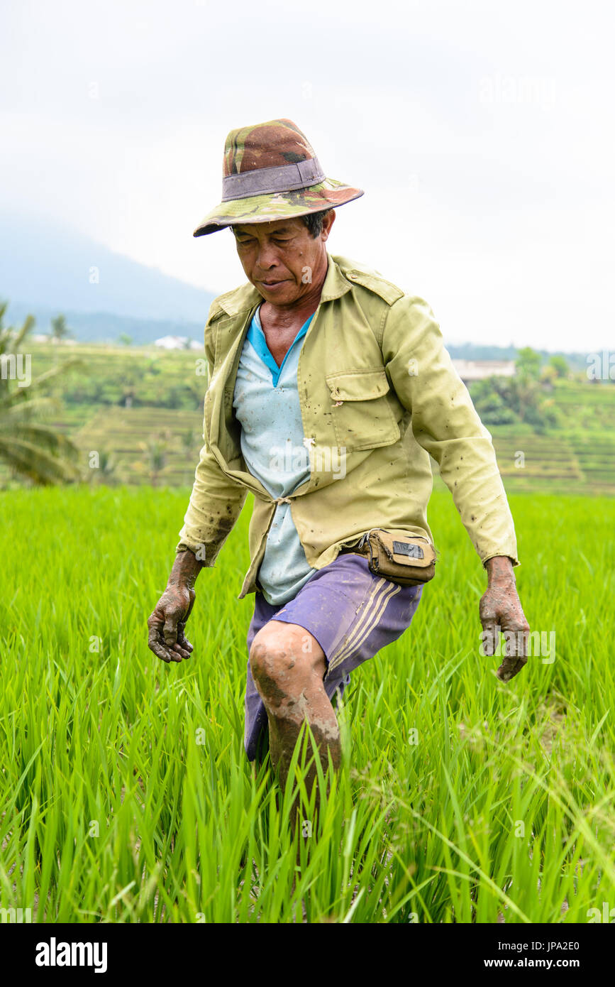 JATILUWIH, Indonesia - 05 settembre 2014: indonesiano agricoltore di piantare il riso alberelli in terrazze di riso Jatiluwih, Bali Foto Stock