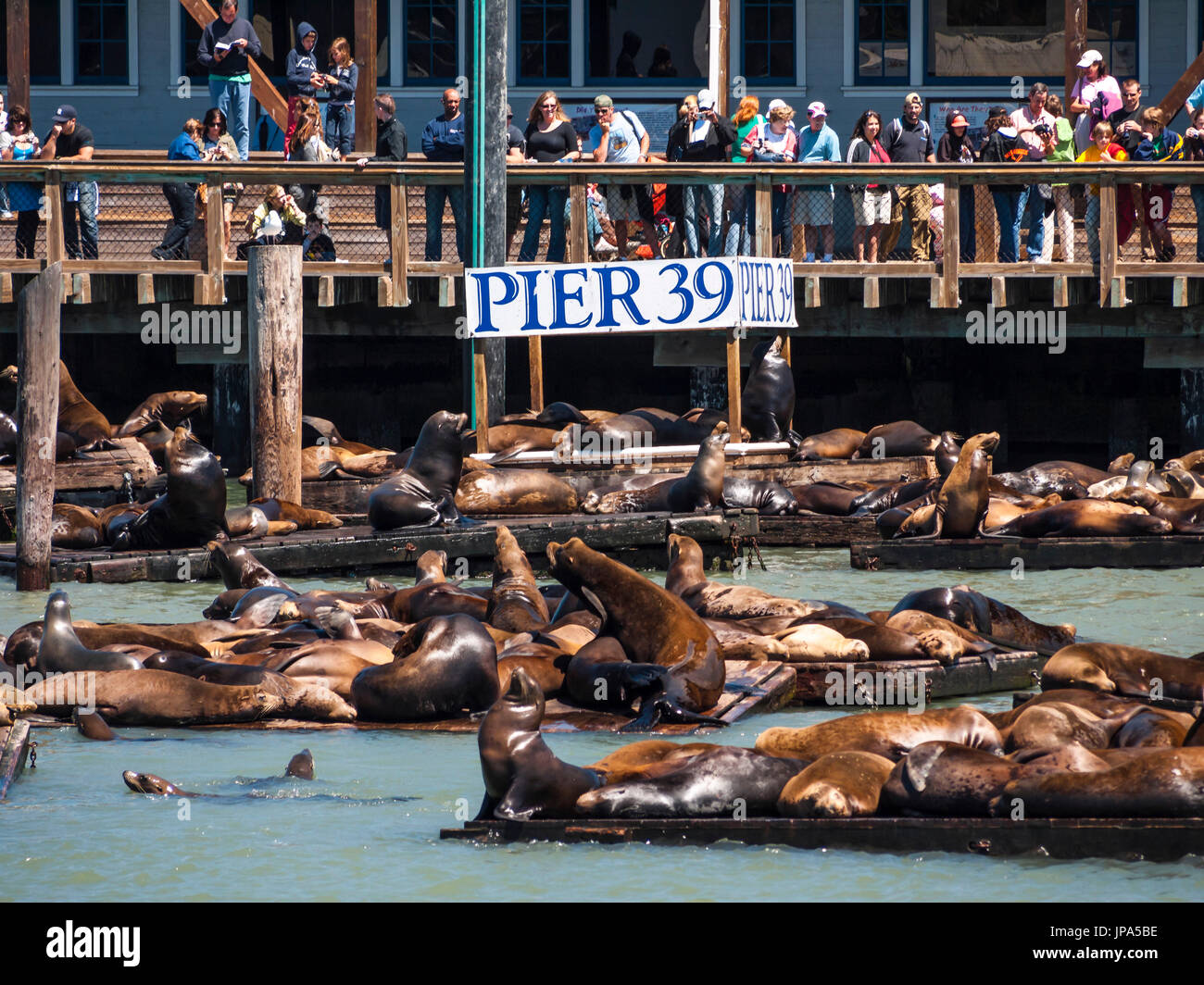 I leoni marini al Pier 39, San Francisco, Stati Uniti d'America Foto Stock