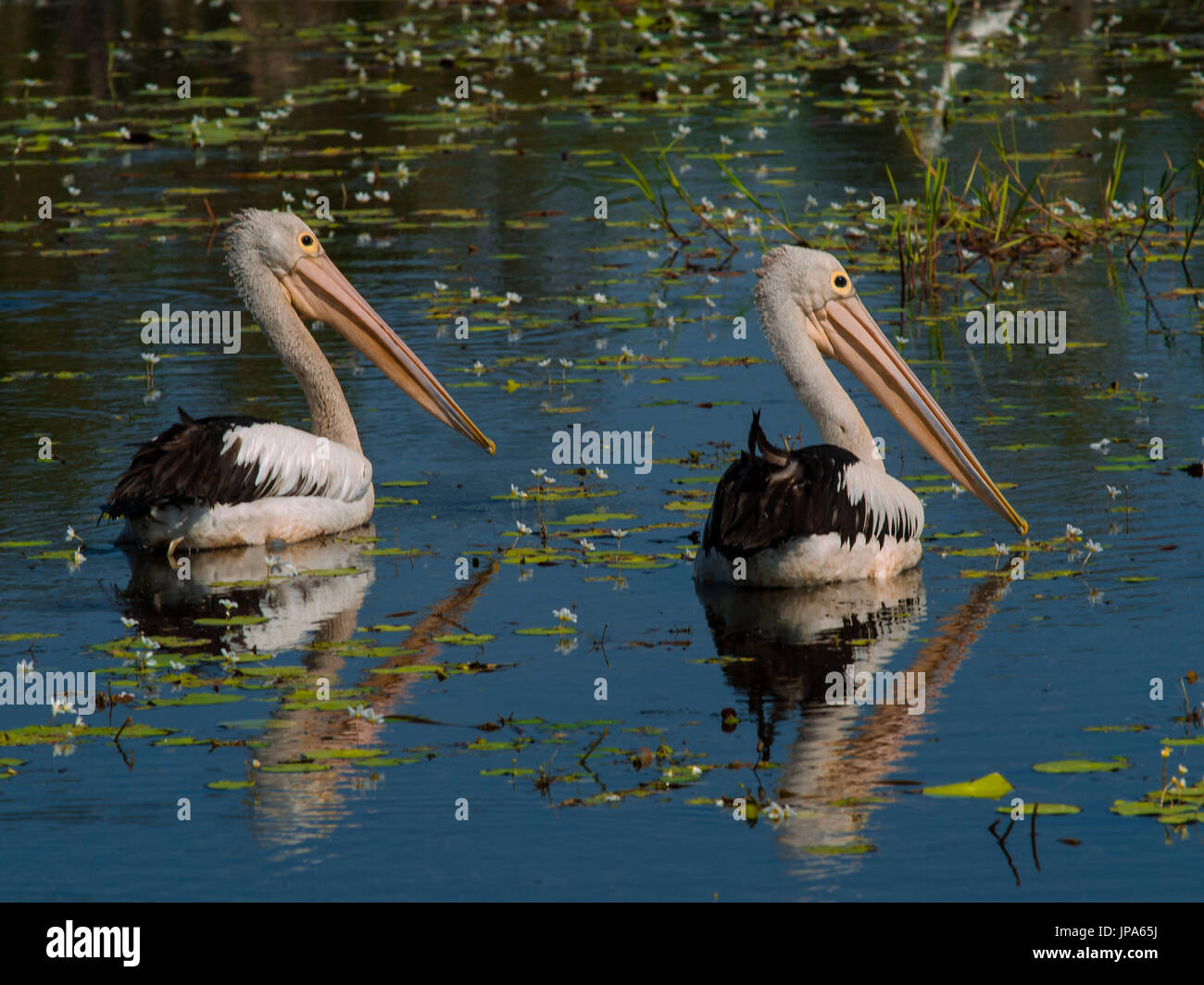 Pellicano australiano (Pelecanus conspicillatus) Foto Stock