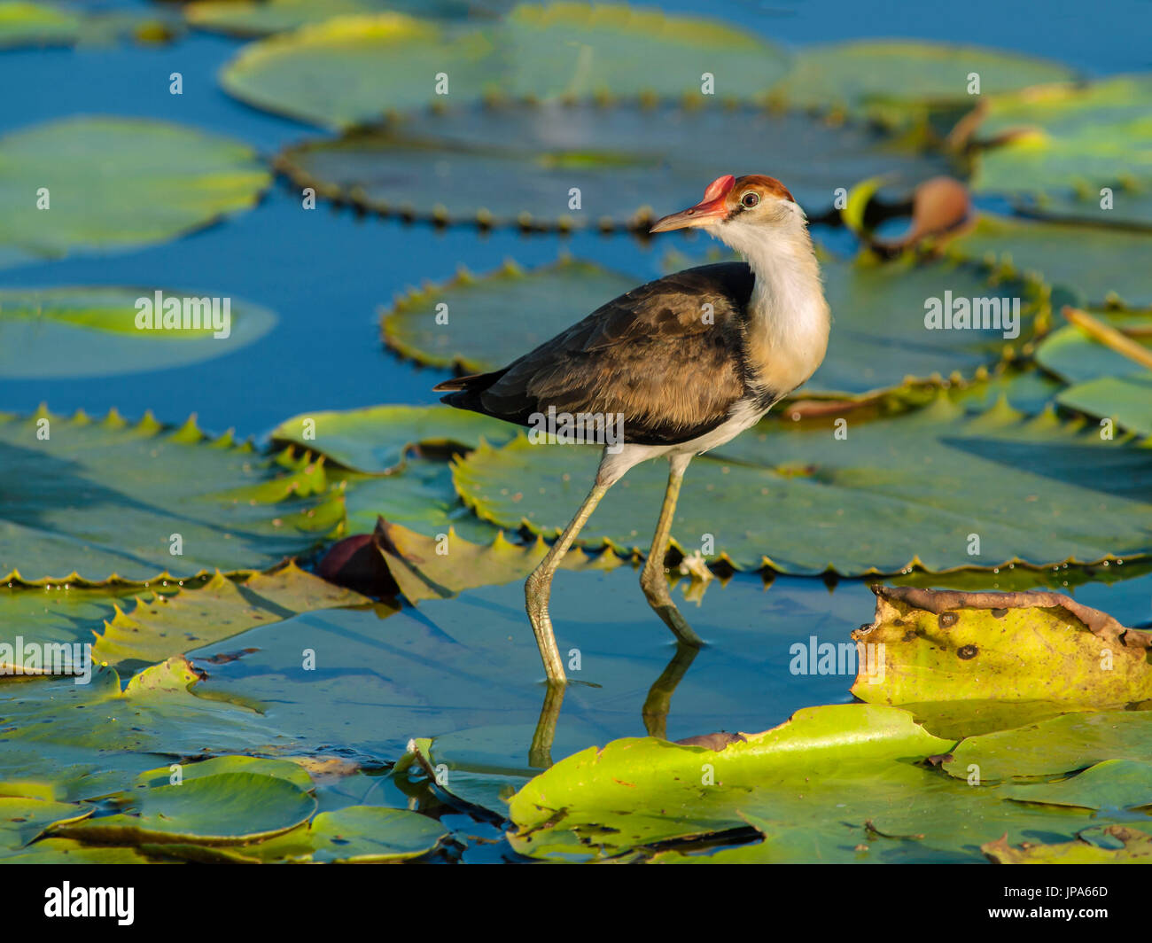 Pettine-crested Jicana (Irediparra gallinacea) Foto Stock