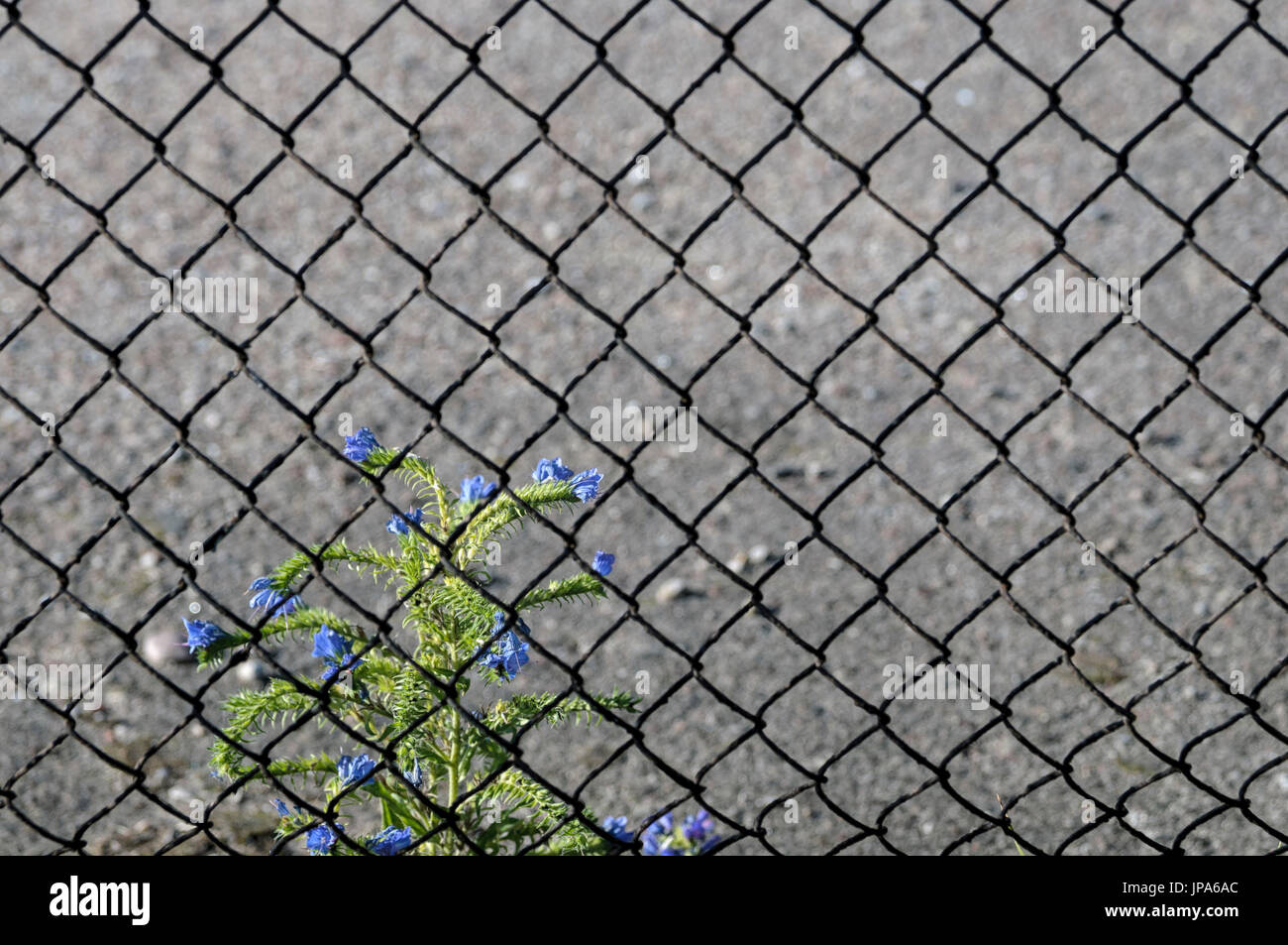 Scienze naturali, fiori blu vicino alla recinzione Foto Stock