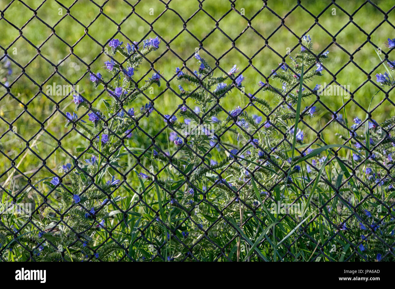 Scienze naturali, fiori blu vicino alla recinzione Foto Stock