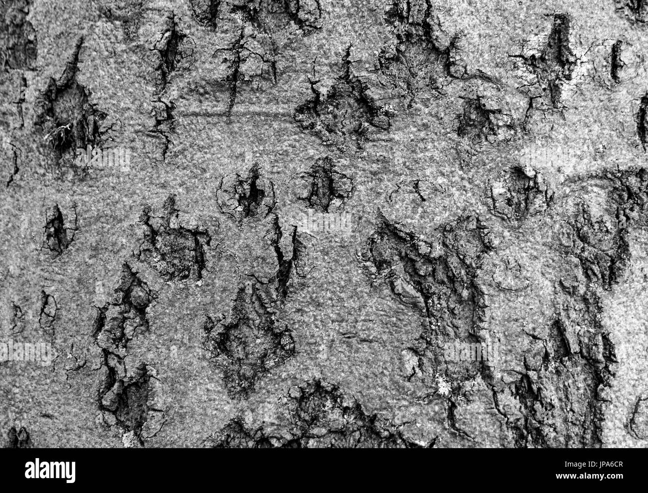 Albero Bark, natura astratta, immagine di sfondo, immagine in bianco e nero, modello, trama Foto Stock
