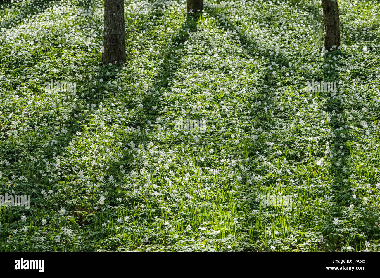 Scienze naturali, fioritura erba nella foresta di primavera Foto Stock