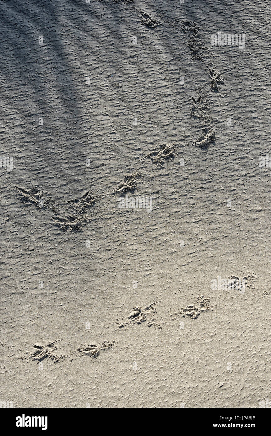 Scienze naturali, tracce di uccelli sulla sabbia, close-up Foto Stock