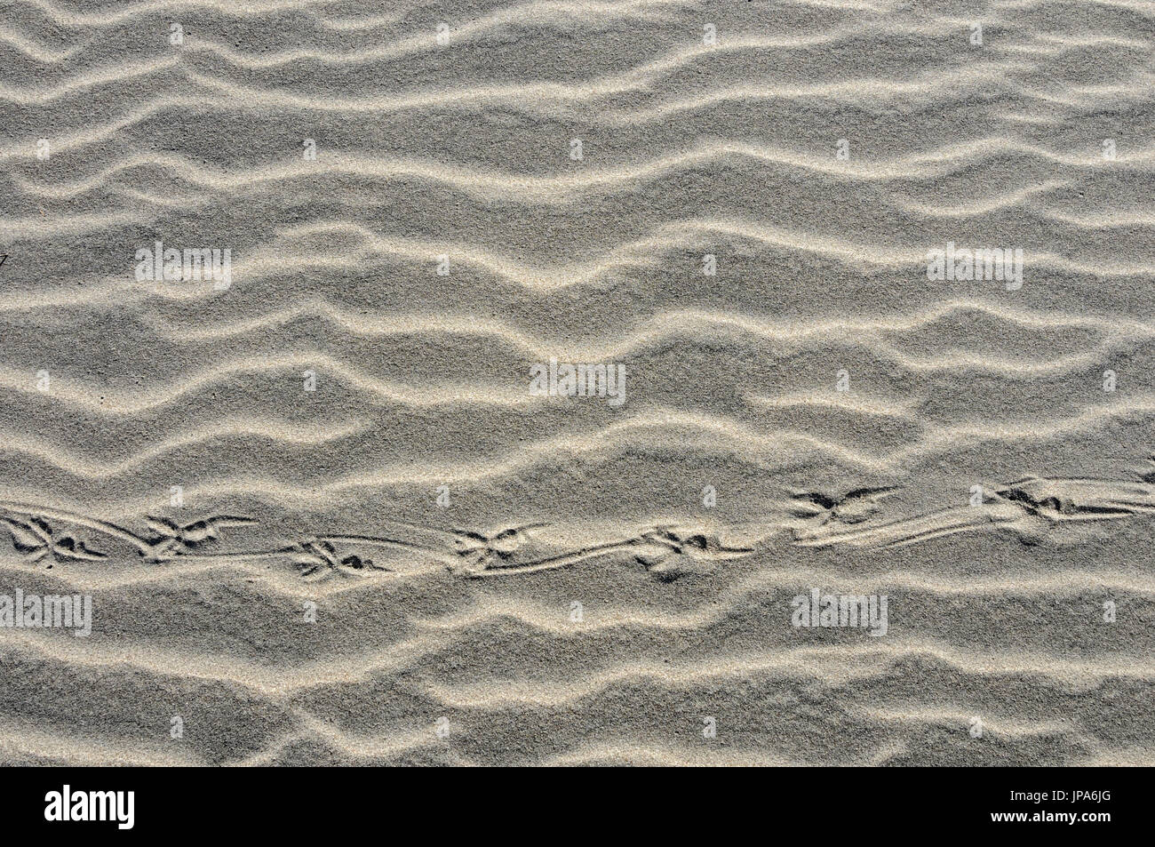 Scienze naturali, tracce di uccelli sulla sabbia, close-up Foto Stock