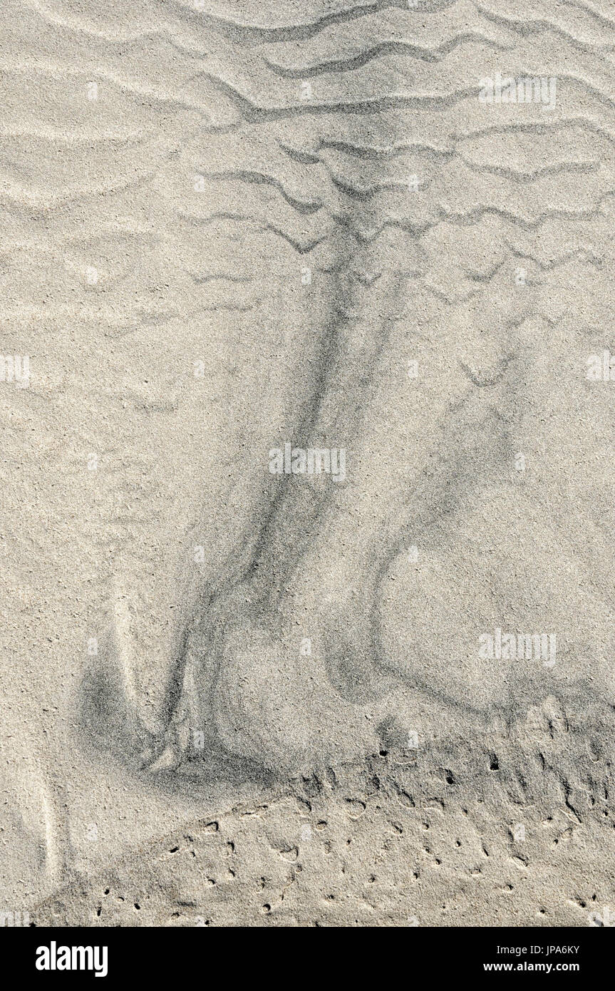 Scienze naturali, di sabbia sulla spiaggia, close-up Foto Stock