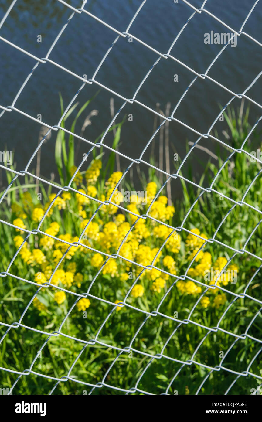 Simbolo / concetti, l'erba dietro il recinto, profondità di campo Foto Stock