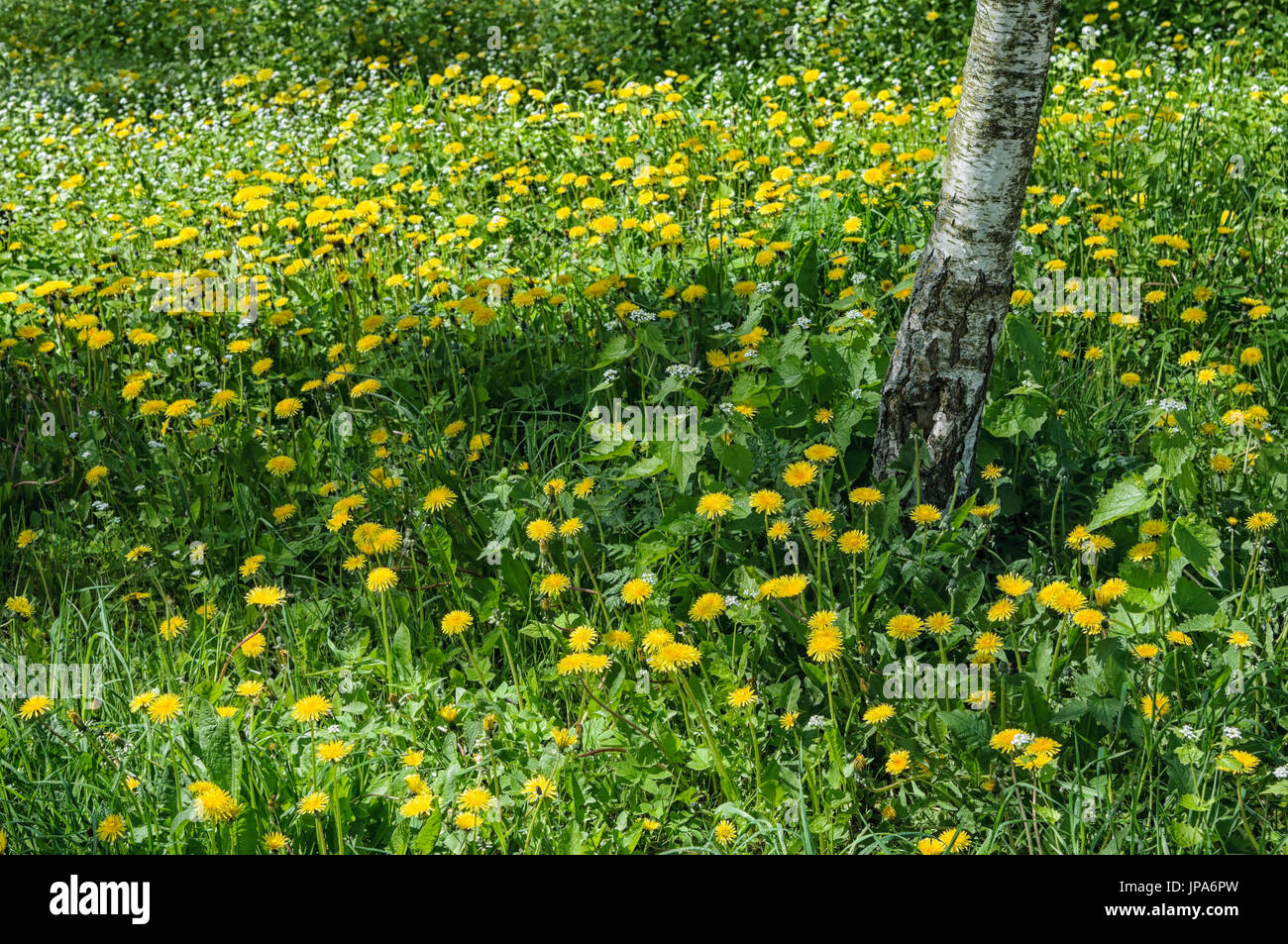 Le scienze naturali, la fioritura di tarassaco in foresta Foto Stock