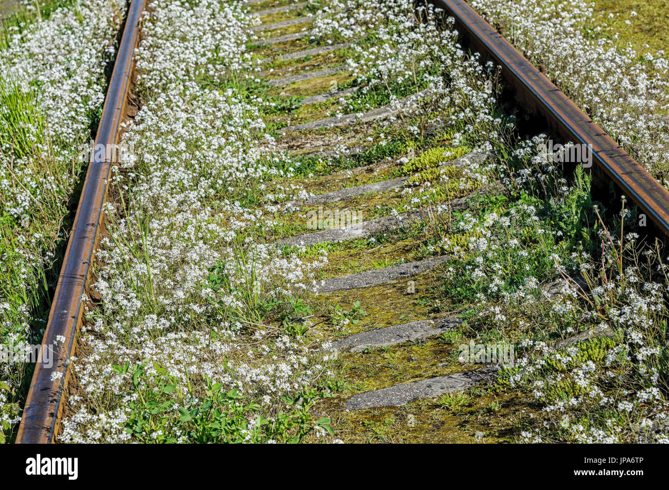 Scienze naturali, sulla vecchia ferrovia abbandonata Foto Stock